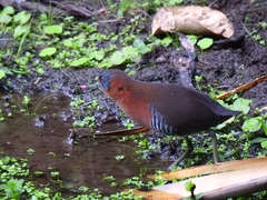 Laterallus albigularis