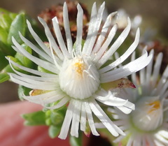 Ruschia tenella