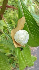Parthena acutangula