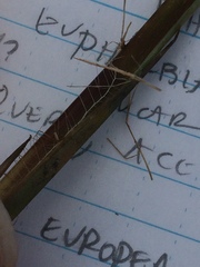 Carex stricta