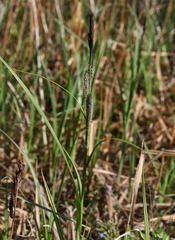 Carex lacustris