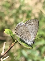 Celastrina ladon
