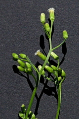 Erigeron canadensis pusillus