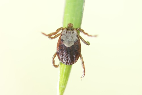 Pacific Coast Tick