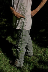 Erigeron canadensis pusillus