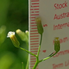 Erigeron canadensis pusillus