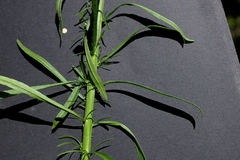 Erigeron canadensis pusillus