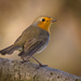 European Robin - Photo (c) hedera.baltica, some rights reserved (CC BY-SA)