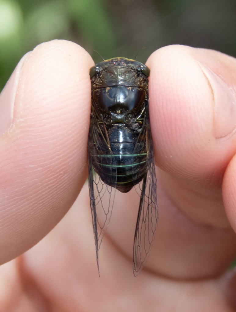 Acanthoventris drewseni