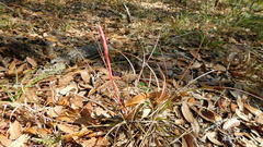 Tillandsia bartramii