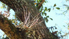 Tillandsia bartramii