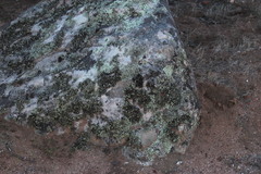 Xanthoparmelia hottentotta