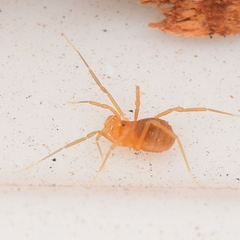 Phalangodidae