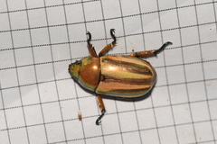 Pelidnota testaceovirens