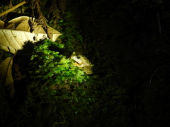 Ptychohyla hypomykter