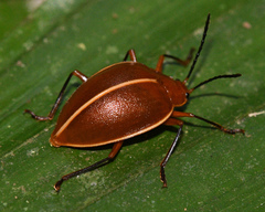 Ellipticus dorbignyi