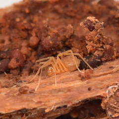 Phalangodidae