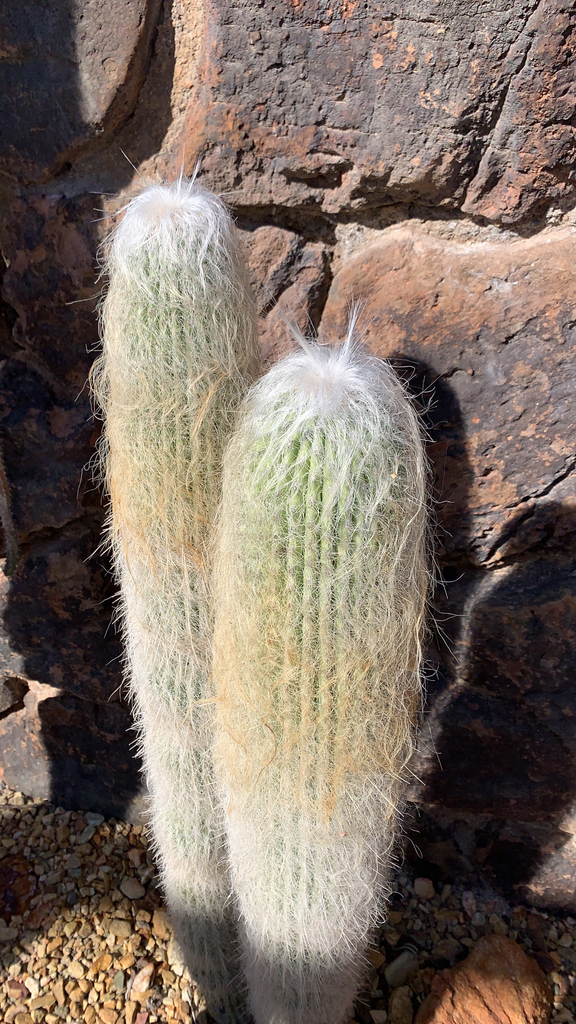 Old Man Cactus In February 2022 By Zacharytodd27 INaturalist   Large 