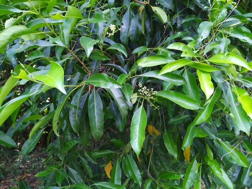 Native olive (Chionanthus ramiflorus)