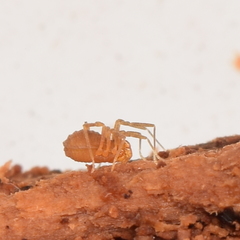 Phalangodidae