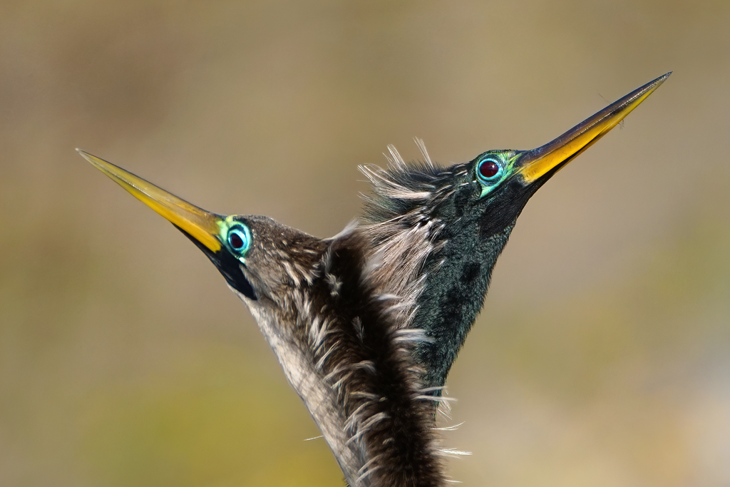 Anhinga
