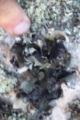 Xanthoparmelia hottentotta