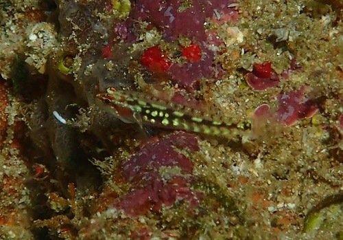 Eviota longirostris — seen at this dive site