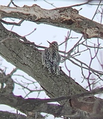 Sphyrapicus varius