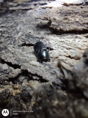 Aphodiinae