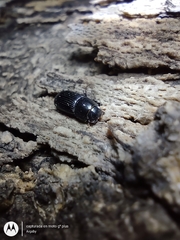 Aphodiinae
