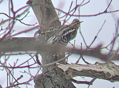 Sphyrapicus varius
