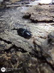 Aphodiinae