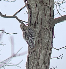 Sphyrapicus varius