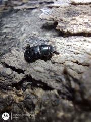 Aphodiinae