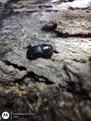 Aphodiinae