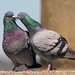 Rock Pigeon - Photo (c) Andrew Reding, some rights reserved (CC BY-NC-ND)