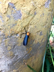 Apistosia judas