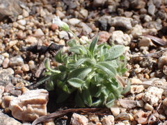 Cerastium texanum