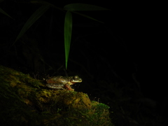 Ptychohyla hypomykter