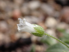 Cerastium texanum
