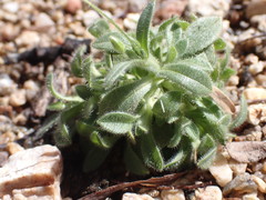 Cerastium texanum