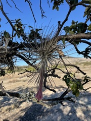 Tillandsia plumosa