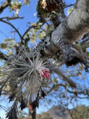 Tillandsia plumosa