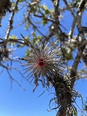 Tillandsia plumosa