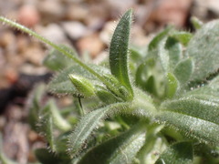 Cerastium texanum