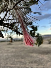 Tillandsia plumosa
