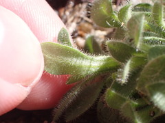 Cerastium texanum