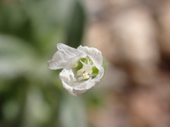 Cerastium texanum