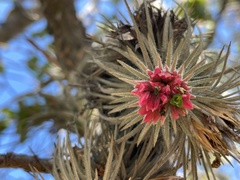 Tillandsia plumosa