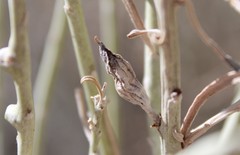 Gnorimoschema octomaculella